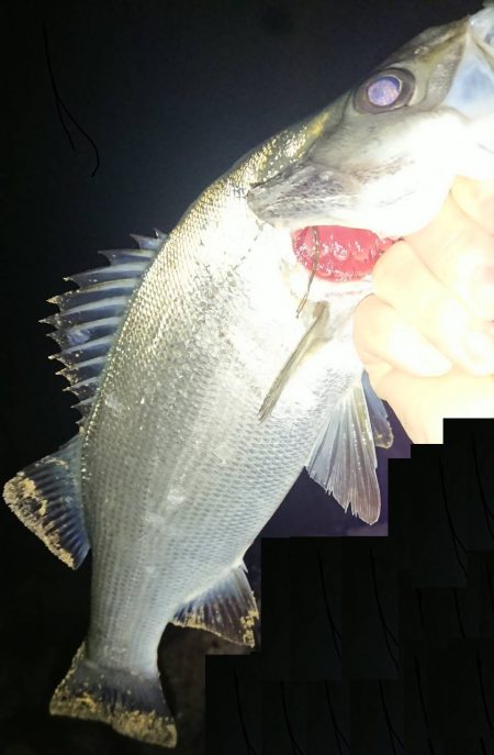 メバルはそろそろ終盤?